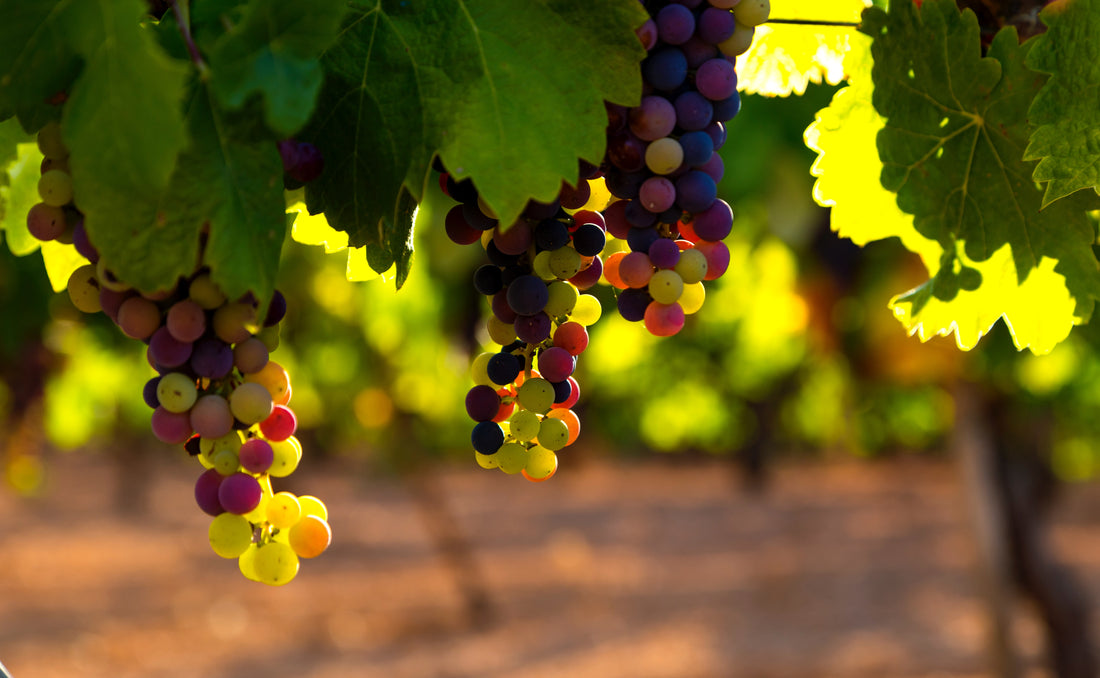 spanish native grapes