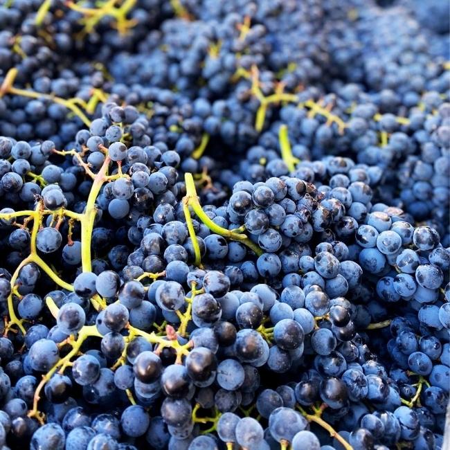 Tempranillo, The Noble Grape That Is Conquering The US