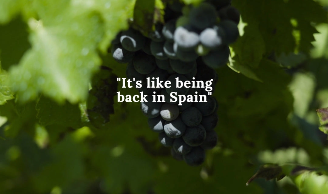 Load video: The home of Spanish fine wine